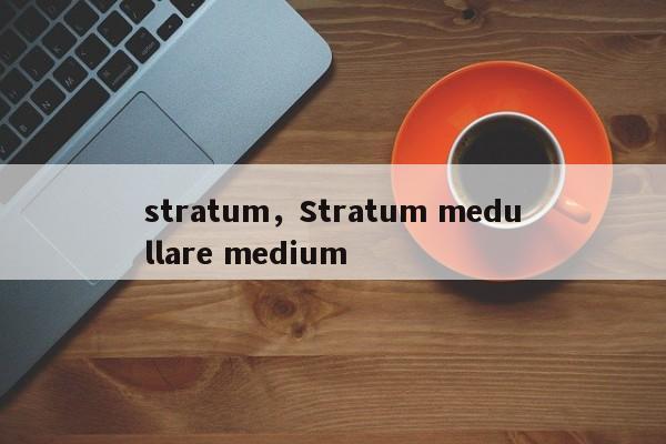 stratum，Stratum medullare medium